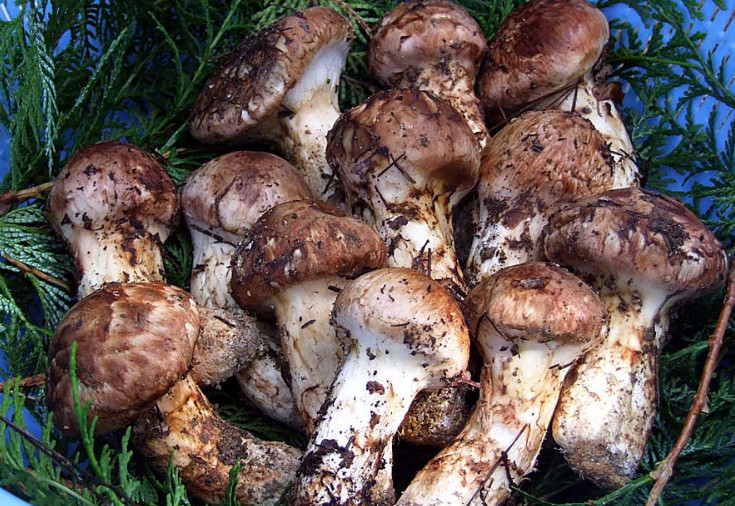 圖片關鍵詞 圖片關鍵詞