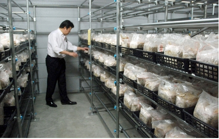 圖片關鍵詞 http://www.mushroommarket.net/file/upload/201911/15/09-08-45-33-283825.png