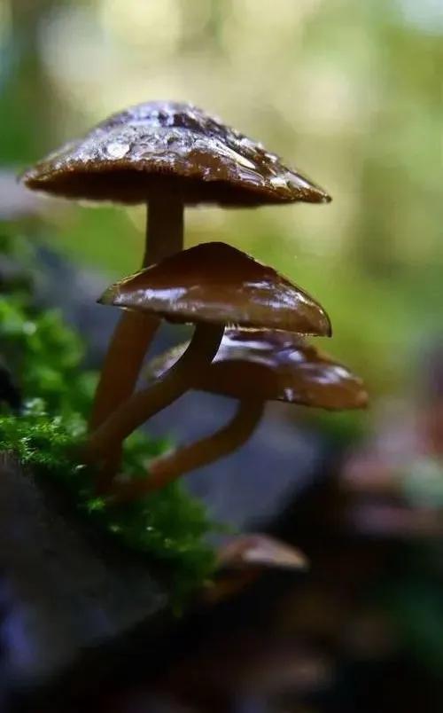 國(guó)家蘑菇地理：中國(guó)哪里的蘑菇最好吃？