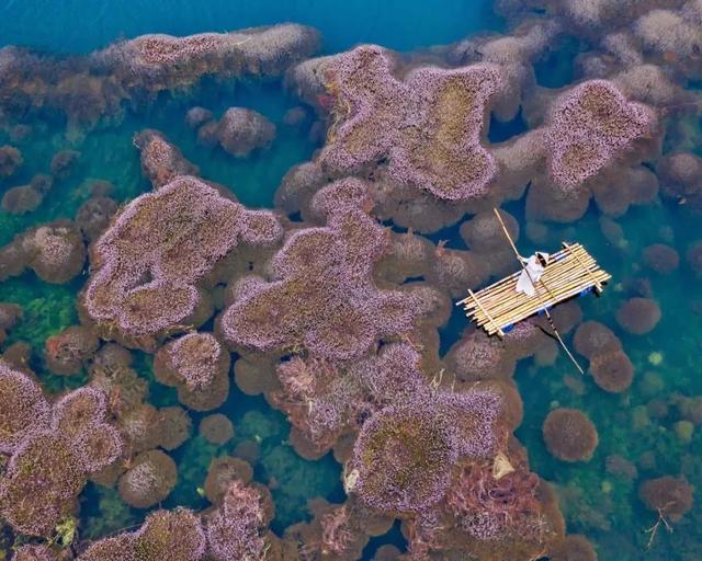 國(guó)家蘑菇地理：中國(guó)哪里的蘑菇最好吃？