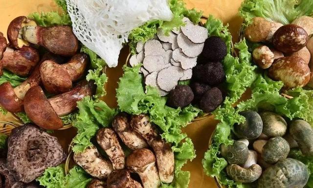 國(guó)家蘑菇地理：中國(guó)哪里的蘑菇最好吃？