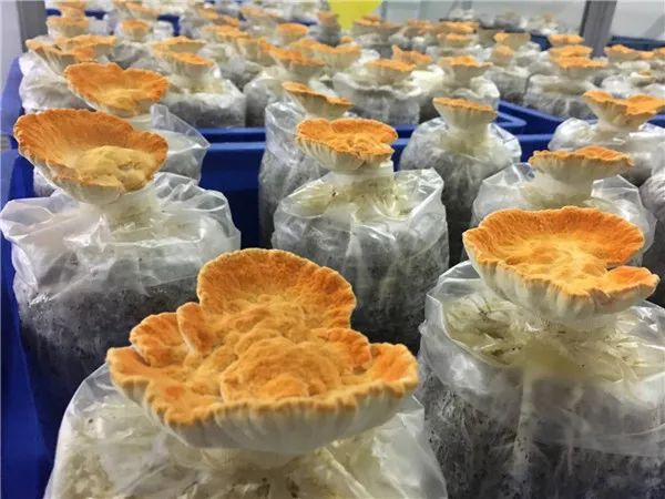 圖片關鍵詞 https://mmbiz.qpic.cn/mmbiz_jpg/EzTg6Bqtpm1oUyHdgMVIdib7xVuR8PN06lmPuQK2ys2MQGvYw3QaWP80M3P4HfnYbKbVXrPh2d4Ahz6ARcV4icaQ/640?wx_fmt=jpeg