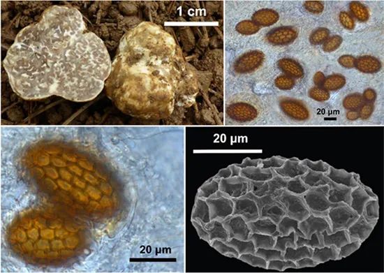 圖片關(guān)鍵詞 https://mmbiz.qpic.cn/mmbiz_jpg/OnRbAd1HL46wHKePT9jqeAiaZCvVaojNib8aVicGUiawLlk6C2HtAuCzsoKKZoF44EOxyeicibMPVxIZR4CocbGTchJw/640?wx_fmt=jpeg