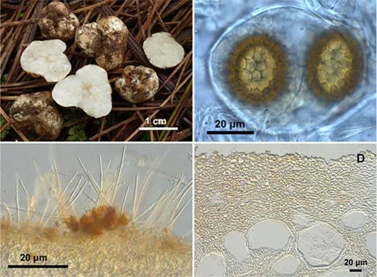 圖片關(guān)鍵詞 https://mmbiz.qpic.cn/mmbiz_jpg/OnRbAd1HL46wHKePT9jqeAiaZCvVaojNibvjpQ5Iib8nZZPb1Gh5fPh3EA9HbicY2nNaXsRBvAT7IoSSQeHs1sMzyw/640?wx_fmt=jpeg